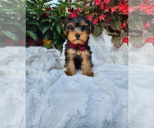 Yorkshire Terrier Puppy for sale in INDIANAPOLIS, IN, USA