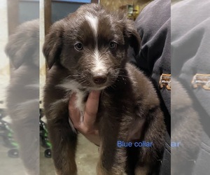Australian Shepherd Puppy for sale in GREENVILLE, OH, USA