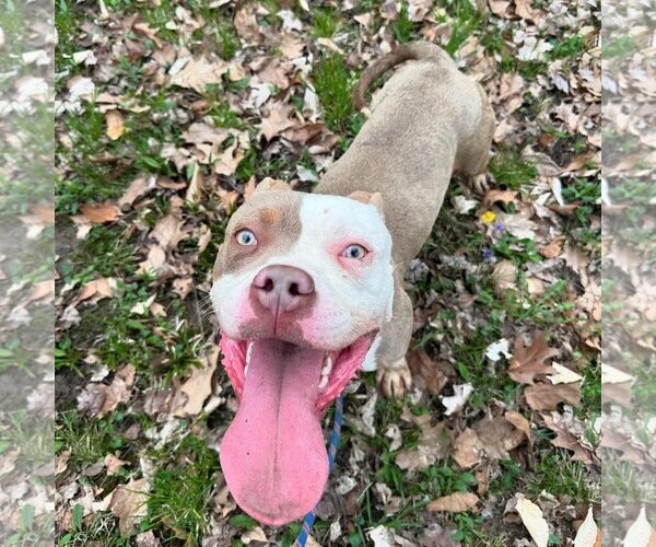 Medium Photo #1 American Pit Bull Terrier-Bulldog Mix Puppy For Sale in Mt. Gilead, OH, USA