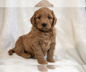 Medium Goldendoodle (Miniature)