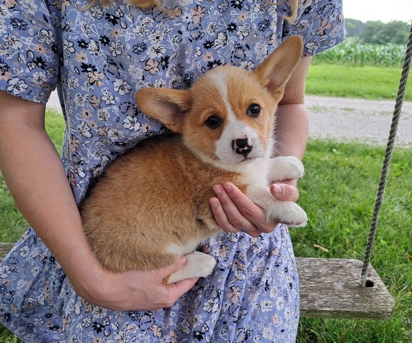 Medium Photo #1 Pembroke Welsh Corgi Puppy For Sale in SHILOH, OH, USA