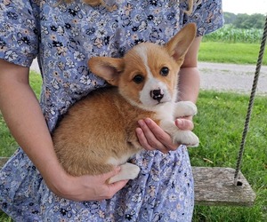 Pembroke Welsh Corgi Litter for sale in SHILOH, OH, USA