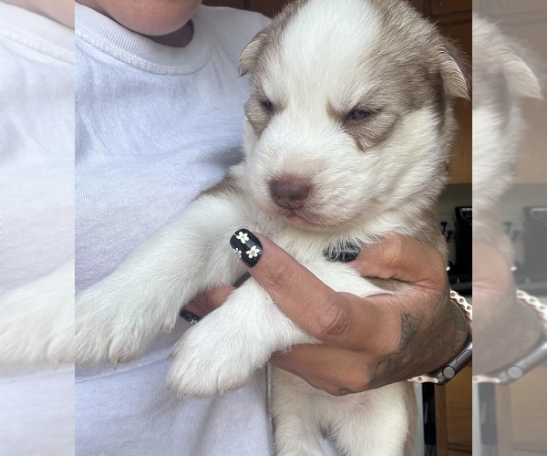 Medium Photo #1 Siberian Husky Puppy For Sale in RACINE, WI, USA