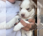 Small Siberian Husky