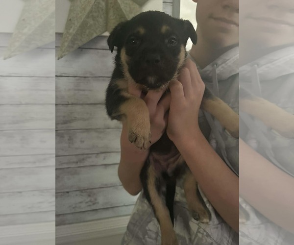 Medium Photo #3 German Shepherd Dog-Unknown Mix Puppy For Sale in Holly Springs, NC, USA