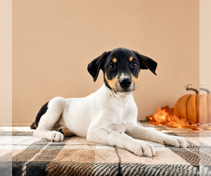 Doberman Pinscher-Rat Terrier Mix Puppy for sale in GREENFIELD, IN, USA