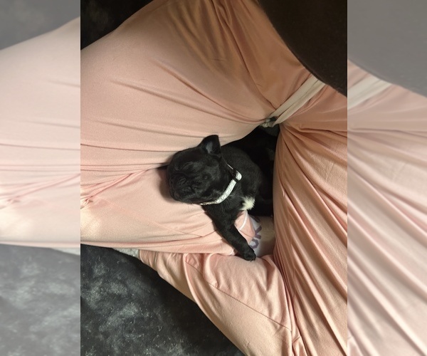 Medium Photo #20 Frenchie Pug Puppy For Sale in BLOOMINGTON, IL, USA