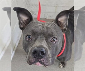 Mutt Dogs for adoption in San Bernardino, CA, USA