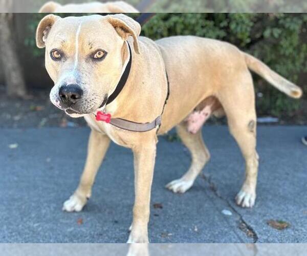 Medium Photo #2 American Pit Bull Terrier Puppy For Sale in Berkeley , CA, USA