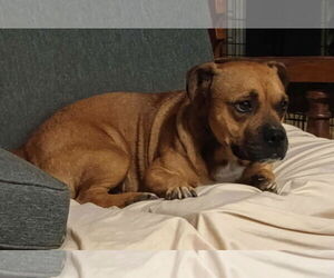 Staffordshire Bull Terrier-Unknown Mix Dogs for adoption in Visalia, CA, USA
