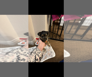 Yorkshire Terrier Puppy for sale in LAS VEGAS, NV, USA