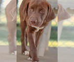 Small Labrador Retriever Mix