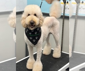 Father of the Goldendoodle puppies born on 03/09/2026