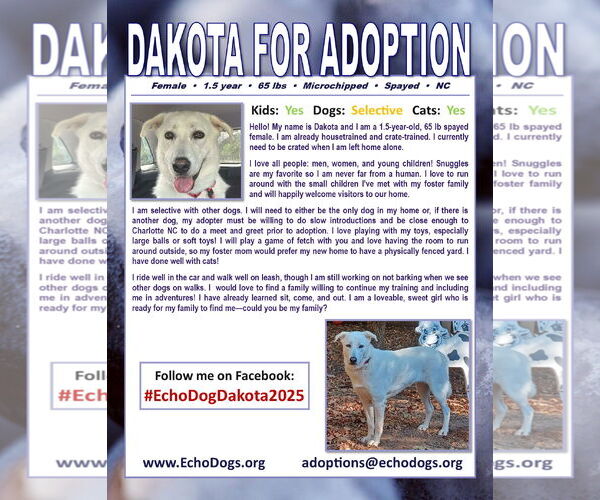 Medium Photo #4 Unknown-white german shepherd Mix Puppy For Sale in Hoffman Estates, IL, USA