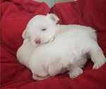 Small #3 Maltese