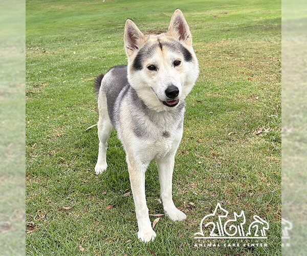 Medium Photo #1 Siberian Husky Puppy For Sale in Irvine, CA, USA