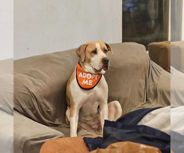 Medium Photo #2 American Bulldog-Labrador Retriever Mix Puppy For Sale in Chico, CA, USA