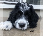 Small Photo #7 Bernedoodle Puppy For Sale in MIAMISBURG, OH, USA
