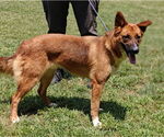 Small #4 Border Collie