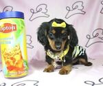 Small Photo #8 Dachshund Puppy For Sale in LAS VEGAS, NV, USA