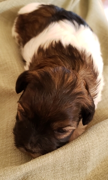 Medium Photo #2 Poodle (Miniature)-Shorkie Tzu Mix Puppy For Sale in HINDSBORO, IL, USA