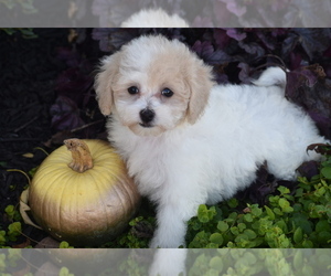 Bichpoo Puppy for sale in ELDORADO, OH, USA