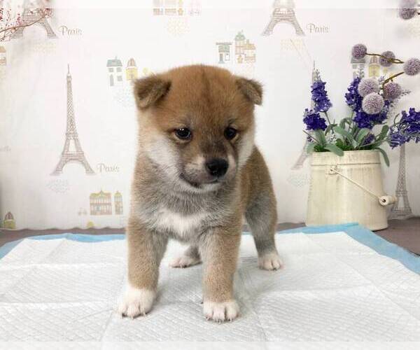 Medium Photo #1 Shiba Inu Puppy For Sale in IRVINE, CA, USA