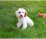 Small #2 Cavapoo (Miniature)