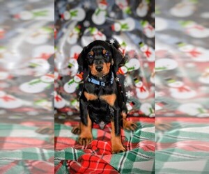 Medium Doberman Pinscher