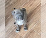 Small #2 Labrador Retriever Mix