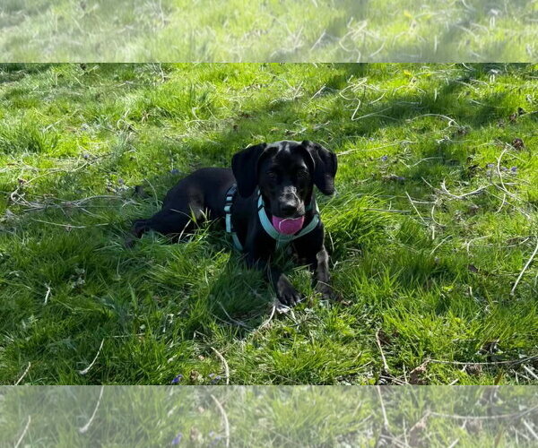 Medium Photo #1 Mutt Puppy For Sale in Westwood, NJ, USA