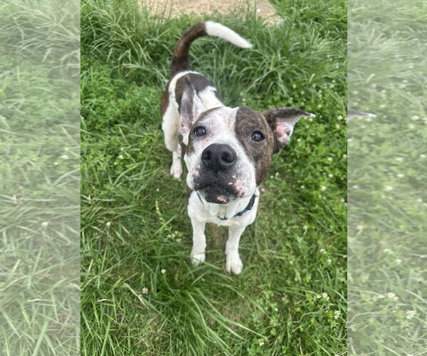 Medium Photo #7 Mutt Puppy For Sale in Germantown, OH, USA