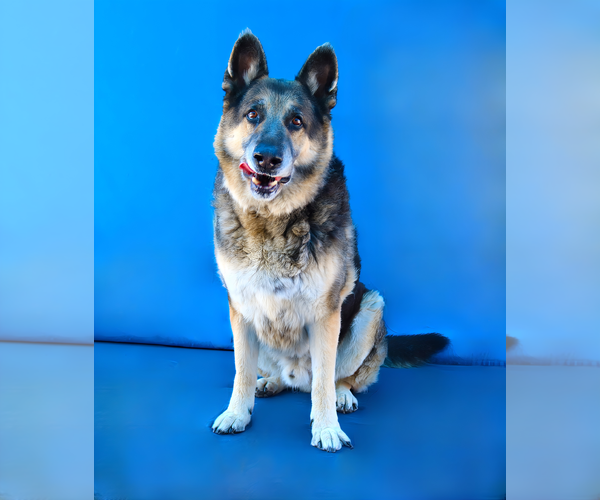 Medium Photo #2 German Shepherd Dog Puppy For Sale in Pasadena, CA, USA