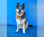 Small #1 German Shepherd Dog