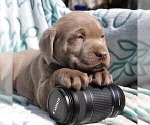 Labrador Retriever Puppy for sale in CHARLOTT HALL, MD, USA