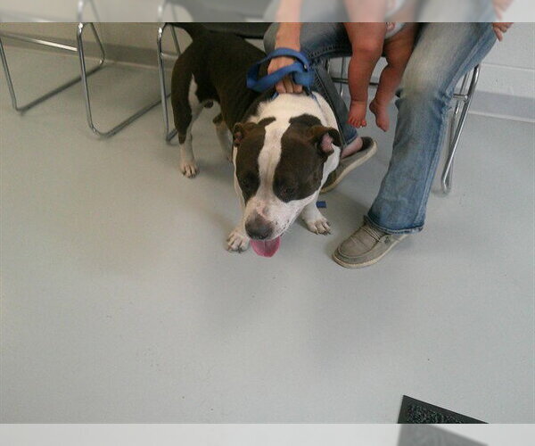 Medium Photo #1 American Pit Bull Terrier Puppy For Sale in Ocala, FL, USA