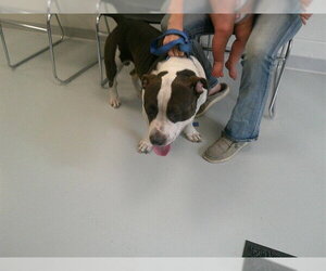 American Pit Bull Terrier Dogs for adoption in Ocala, FL, USA