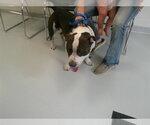 Small American Pit Bull Terrier