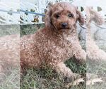 Charm - Female Poodle (Miniature) Dog for Adoption - Small photo