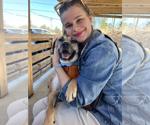 Medium Photo #14 Mutt Puppy For Sale in Candler, NC, USA