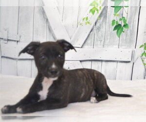 Australian Kelpie-Unknown Mix Dogs for adoption in Oroville, CA, USA