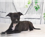 Small Australian Kelpie Mix