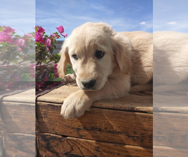 Medium Photo #2 Golden Retriever Puppy For Sale in CANON CITY, CO, USA