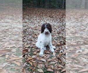 Poodle (Standard) Puppy for sale in WILLIAMSBURG, VA, USA