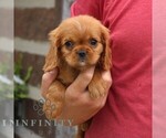 Small #4 Cavalier King Charles Spaniel