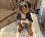 Small #10 Yorkshire Terrier