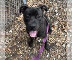 Small #1 Labrador Retriever Mix