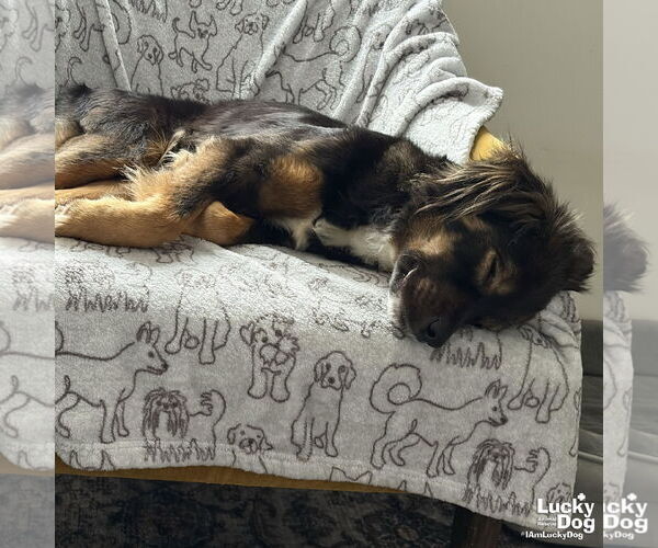 Medium Photo #5 Collie-Unknown Mix Puppy For Sale in Washington, DC, USA