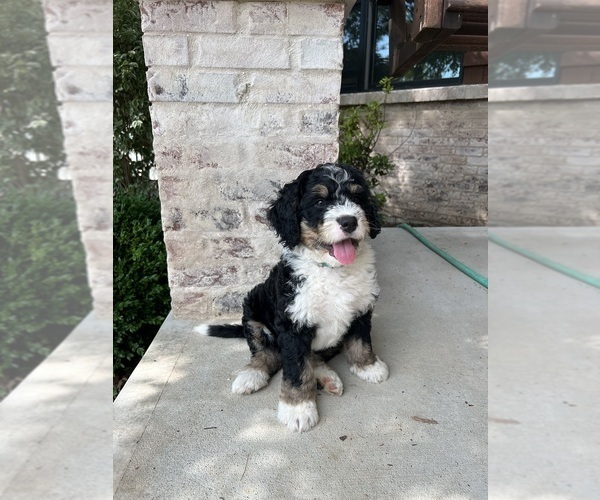 Medium Photo #10 Bernedoodle Puppy For Sale in MARTINSVILLE, IN, USA