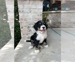 Puppy Urza Bernedoodle
